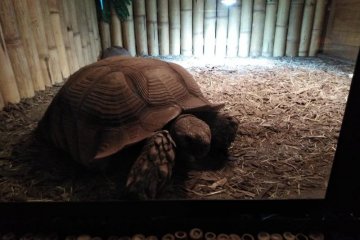 Družina v krokodýlí zoo