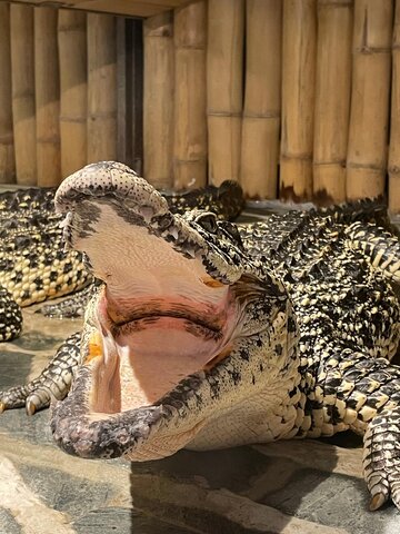 Krokodýlí zoo 15.10.