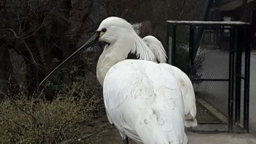 Zoo v zimě